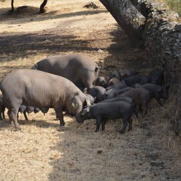 Producción agraria