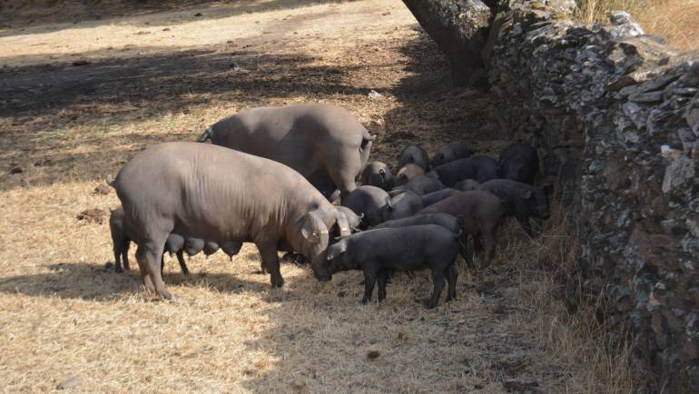 Producción agraria